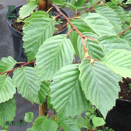 Alnus incana Fk Deje E Utr 150-200 Co - 2