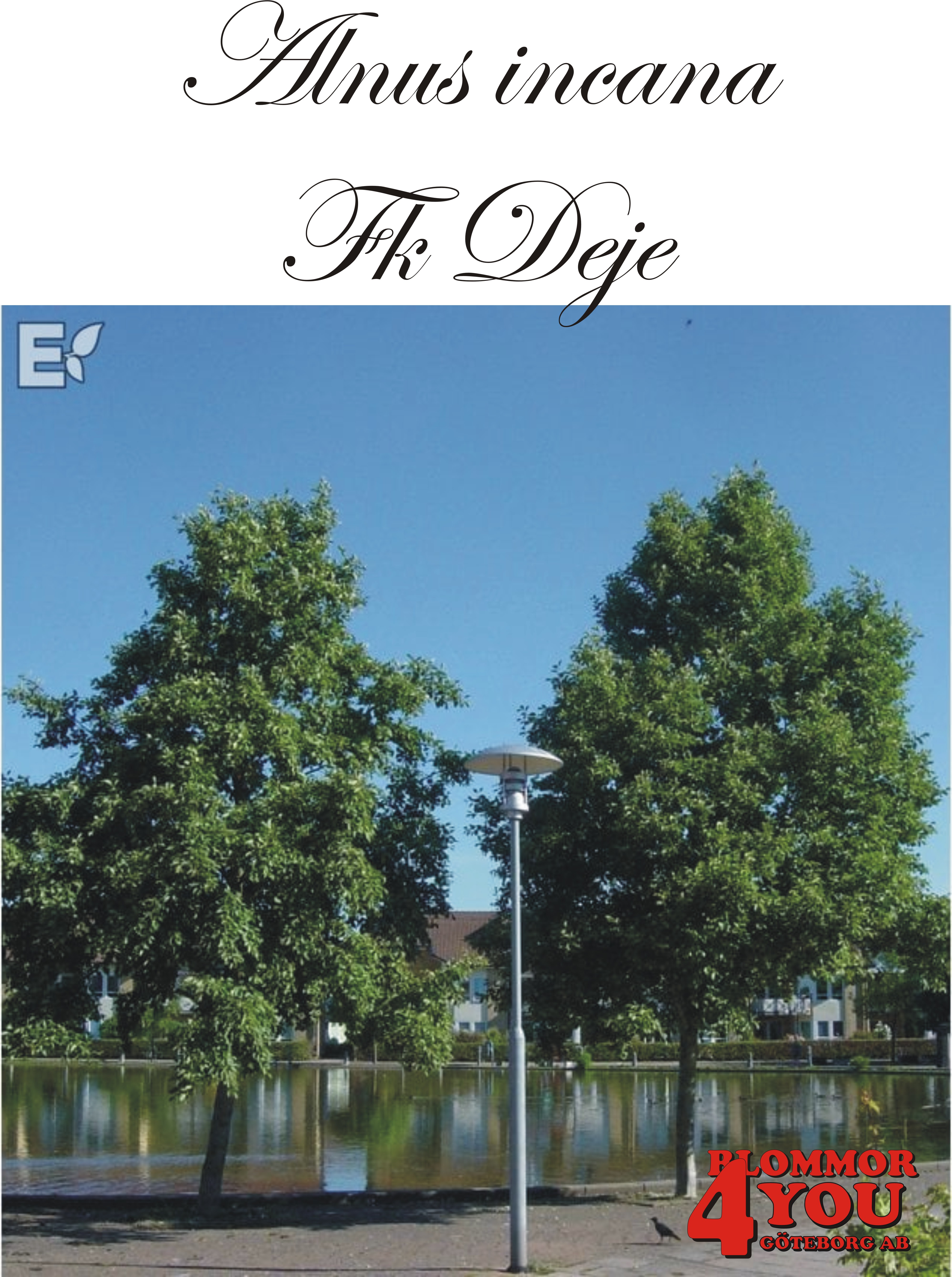 Alnus incana Fk Deje E Utr 150-200 Co