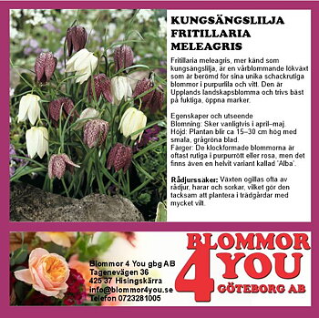 FRITILLARIA MELEAGRIS 15CM Ø LERKRUKA