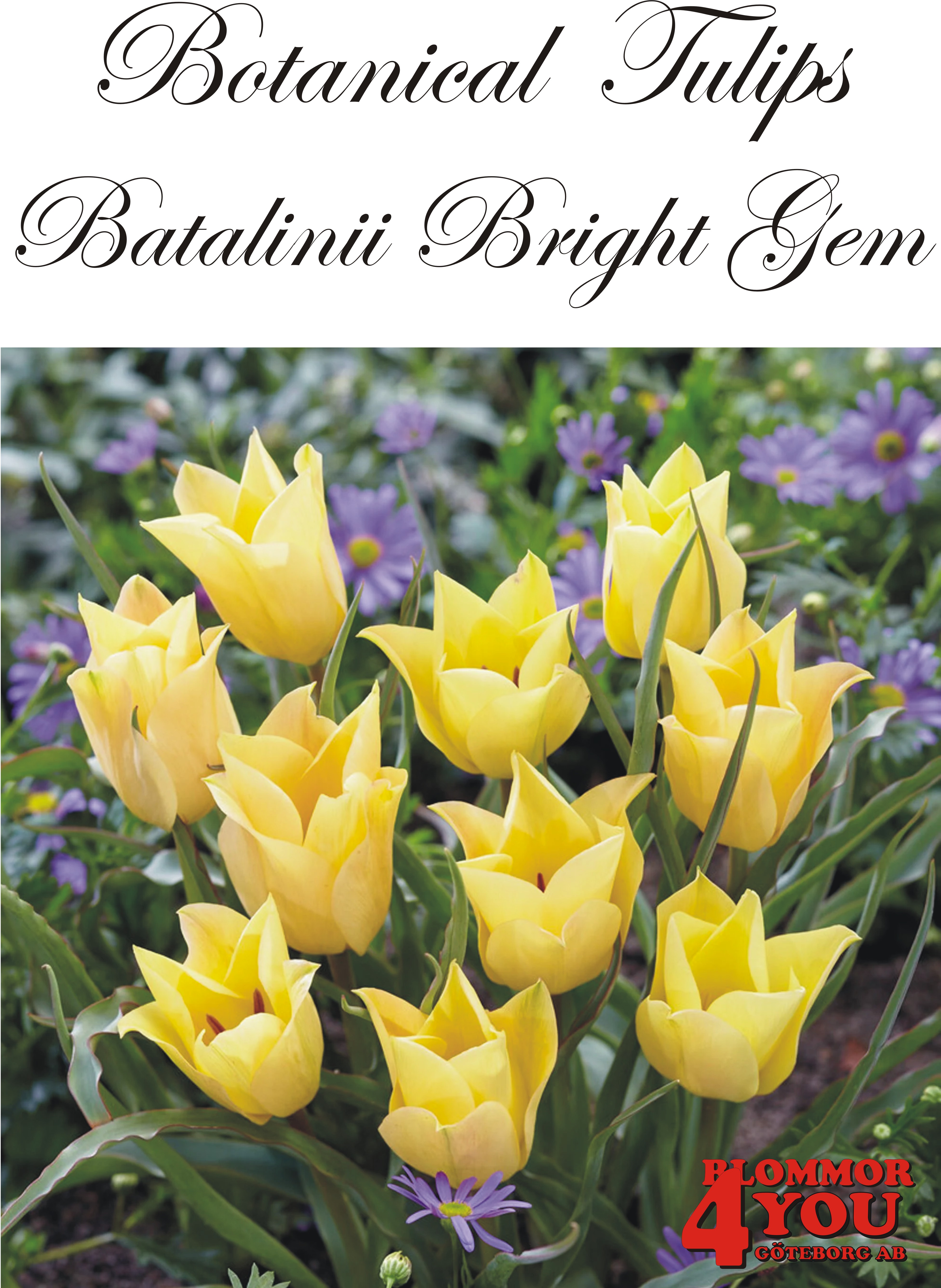 80915   BATALINII BRIGHT GEM           BOTANISKTULPAN