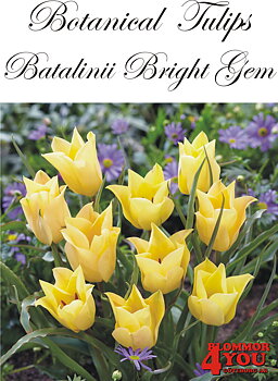 80915   BATALINII BRIGHT GEM           BOTANISKTULPAN
