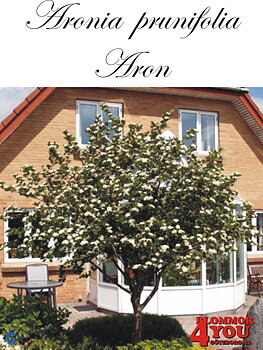 Aronia  prunifolia Aron Sh 100-120 Co