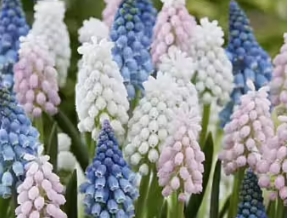 Muscari/Pärlhyacint