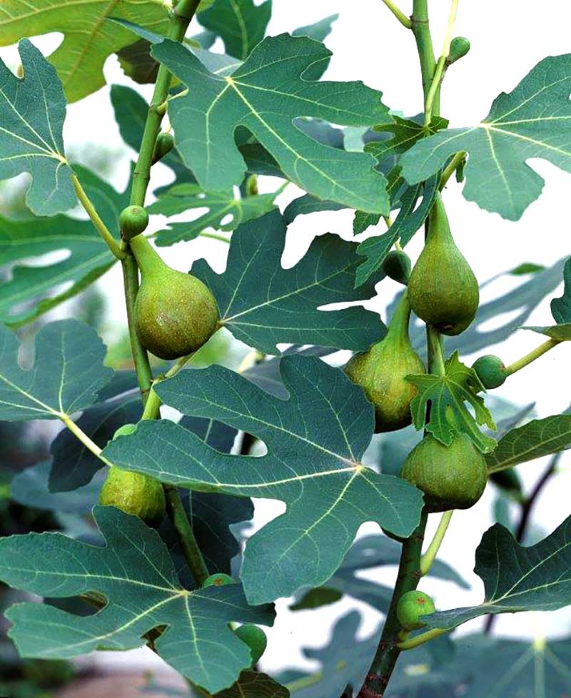 Fikon och Kiwi Frukt