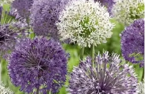 Allium