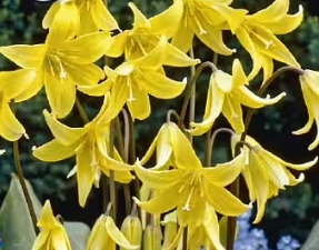 Erythronium/Hundtandslilja