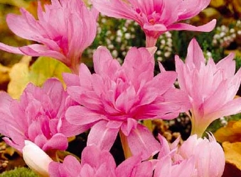 Colchicum/Tidlösa