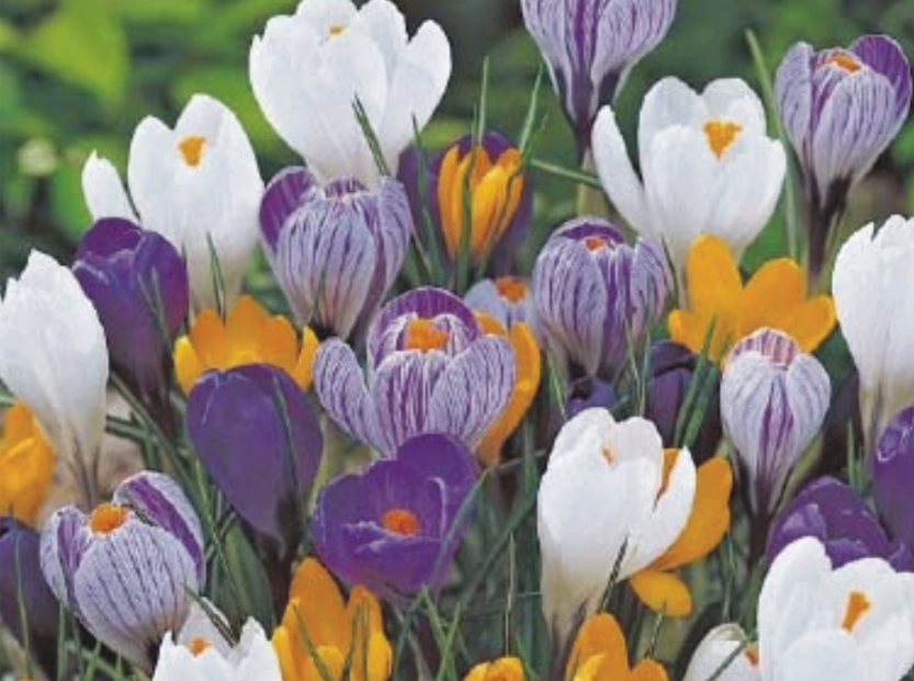 Crocus / Krokus