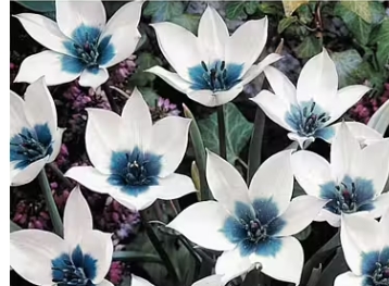 Botaniska tulpaner