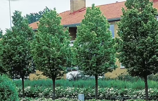 Ungträd / Prydnadsträd