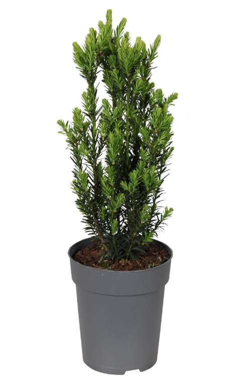 Taxus