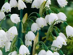 Leucojum / Snöklocka