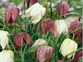 Fritillaria / Kungsängslilja