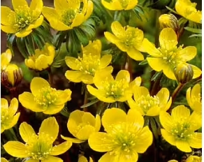 Eranthis/Vintergäck
