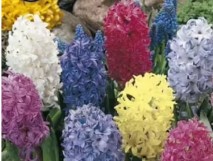 Hyacinthus Orientalis