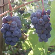Vinstockar