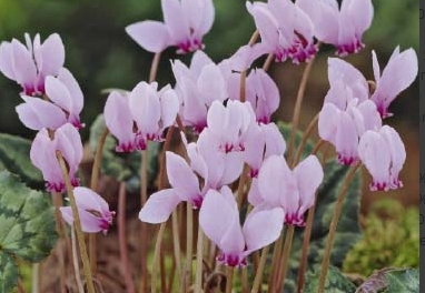 Cyclamen