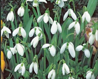 Galanthus / Snödroppar