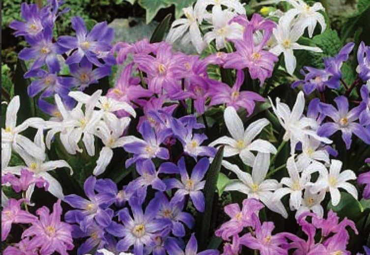 Chionodoxa / Blåstjärna & Vårstjärna
