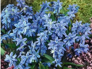 Scilla / Blåstjärna