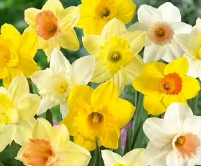 Narcissus / Narcisser&nbsp;