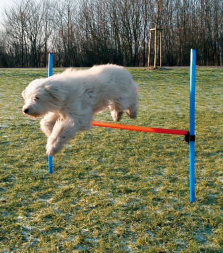 Hopphinder till agility