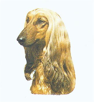 Hunddekal - Afganhund (huv)
