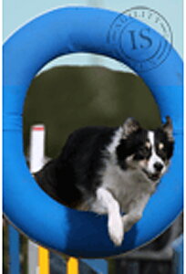 Hunddekal - Agility blå ring BC