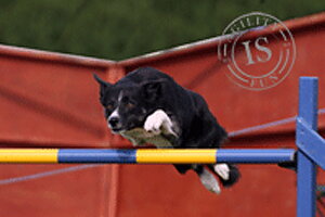 Hunddekal - Agility blågult hinder BC