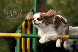 Hunddekal - Agility gröngult hinder C.K.Ch