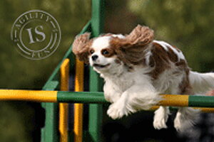 Hunddekal - Agility gröngult hinder C.K.Ch