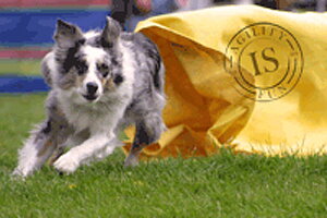 Hunddekal - Agility gul tunnel BC