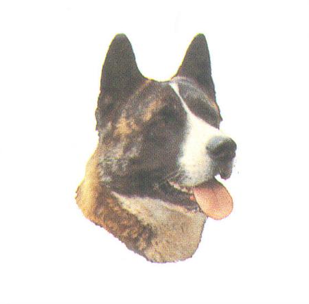 Hunddekal - Akita inu (huv)