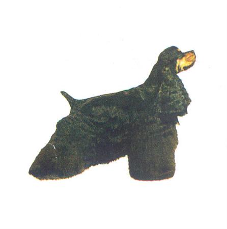Hunddekal - Am cocker black/tan (hel)