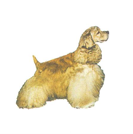 Hunddekal - Am cocker blond (hel)