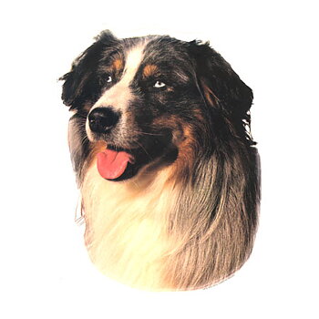 Hunddekal - Australian shepherd (huv)