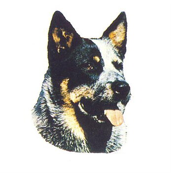 Hunddekal - Australiensk cattledog (huv)