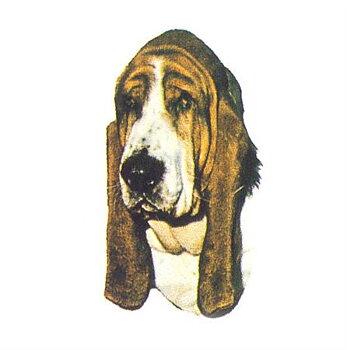 Hunddekal - Bassethound (huv)