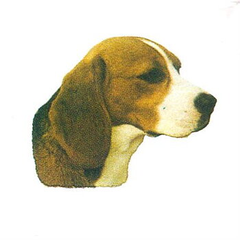 Hunddekal - Beagle (huv)