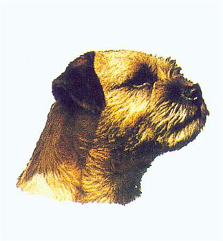 Hunddekal - Border terrier (huv)