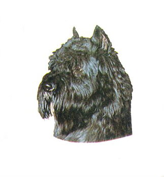 Hunddekal - Bouvier svart (huv)