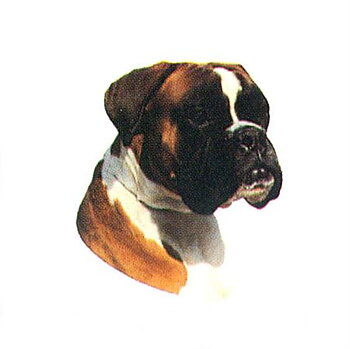 Hunddekal - Boxer okup. (huv)
