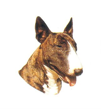 Hunddekal - Bullterrier brindle (huv)