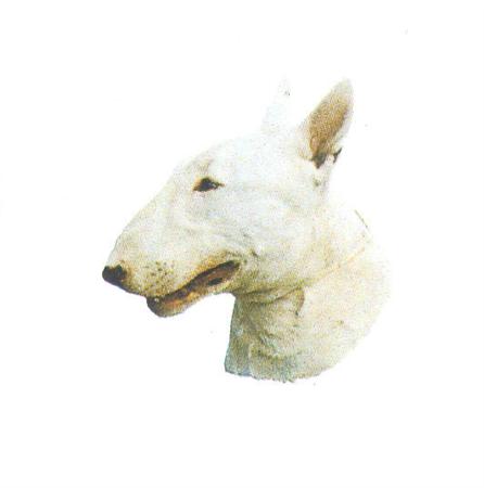 Hunddekal - Bullterrier vit (huv)