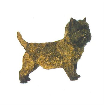 Hunddekal - Cairnterrier (hel)