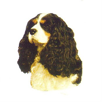 Hunddekal - Cav charles tricolour (huv)