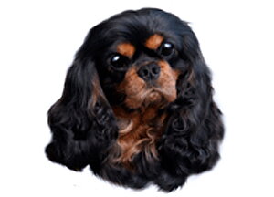 Hunddekal - Cav K.Charles Bl &Tan NY(huv)