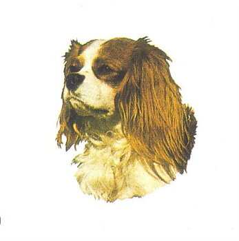 Hunddekal - Cav K.Charles blenheim (huv)