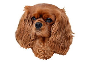 Hunddekal - Cav K.Charles Ruby NY(huv)