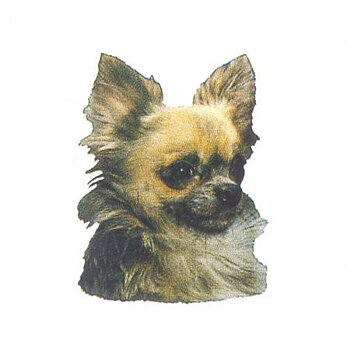 Hunddekal - Chihuahua långhår (huv)
